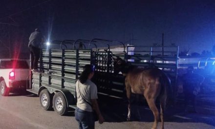 Resguardan a yegua maltratada en Torreón