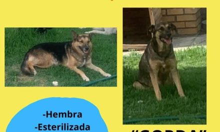 Saltillo: ponen en adopción a 22 perritos de la UAAAN