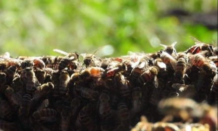 Abuelito pierde la vida al ser atacado por abejas en Hidalgo