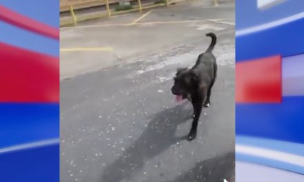 Logran salvar a perritos de la Narro