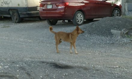 Perros ferales representan peligro