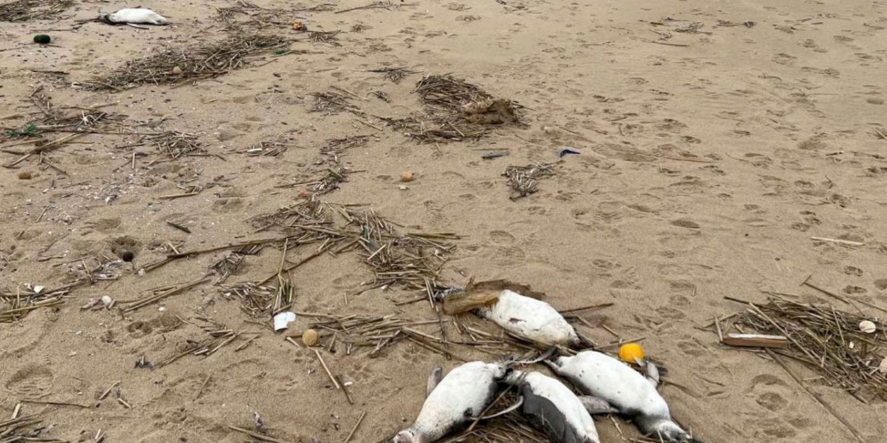 Encuentran 2 mil pingüinos muertos en costas de Uruguay