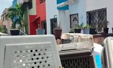 Hallan a 23 perros muertos y 5 desnutridos en casa de Cancún
