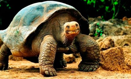Fenómeno de ‘El Niño’ pone en peligro a tortugas, pingüinos y especies prehistóricas