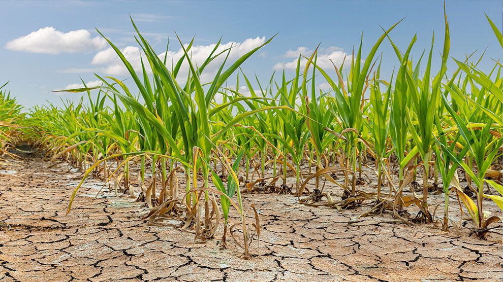 Sequía amenaza el campo de la región Centro