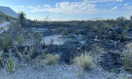 Sofocan incendio forestal en el Cañón Jimulco