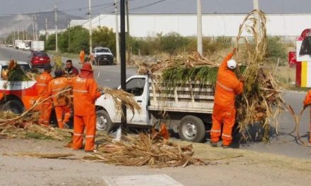 Dan mantenimiento a áreas verdes de Torreón