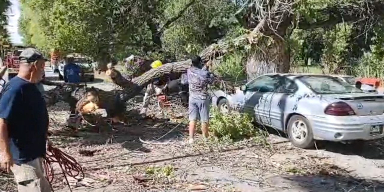 Cae enorme árbol en dos vehículos en Parras