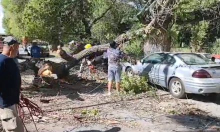 Cae enorme árbol en dos vehículos en Parras