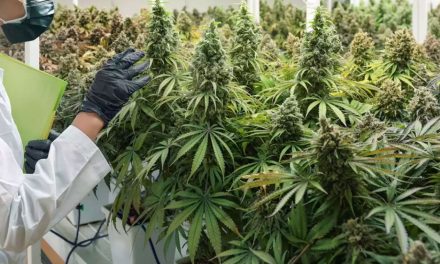 Alemania legaliza el uso de la mariguana