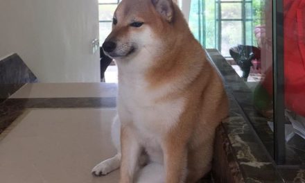 Fallece Ballitze, el icónico shiba inu conocido como ‘Cheems’