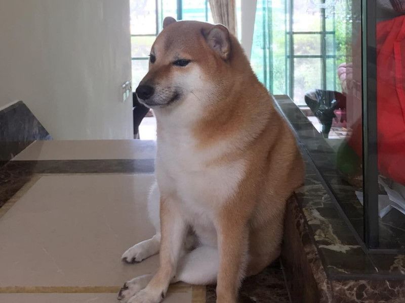 Fallece Ballitze, el icónico shiba inu conocido como ‘Cheems’