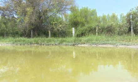 Cuatro casos confirmados de dengue en Coahuila