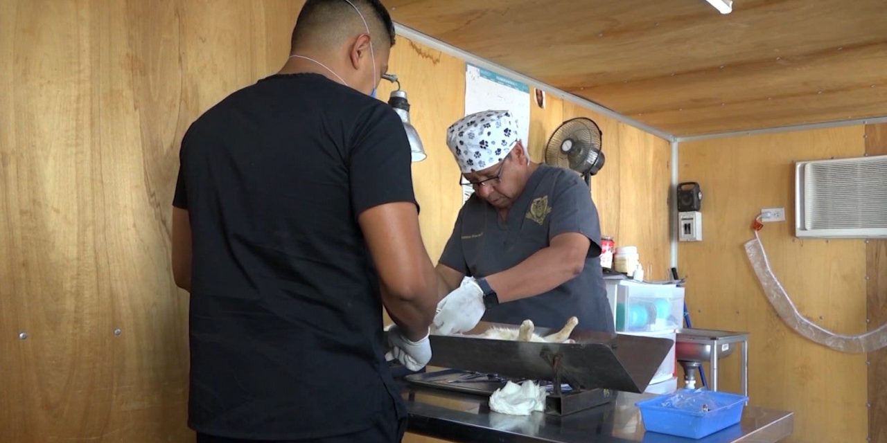 Ofrecerán esterilizaciones para gatos al 2×1 en Saltillo