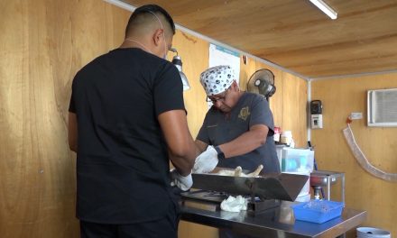 Ofrecerán esterilizaciones para gatos al 2×1 en Saltillo