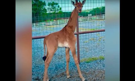 Sorprende nacimiento de una jirafa sin manchas en zoológico de Estados Unidos