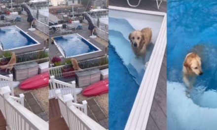 Video: Lomito se muere de calor y se mete a la piscina de su vecino
