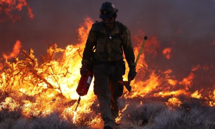 Incendios amenazan los árboles de Joshua en el Parque Nacional Mojave de EEUU