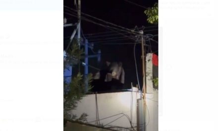 Captan a Oso en azotea de una casa en Piedras Negras