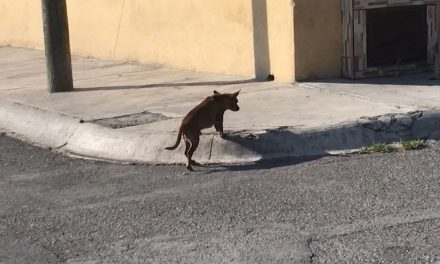 Preocupa alta mortalidad por rickettsia en Coahuila
