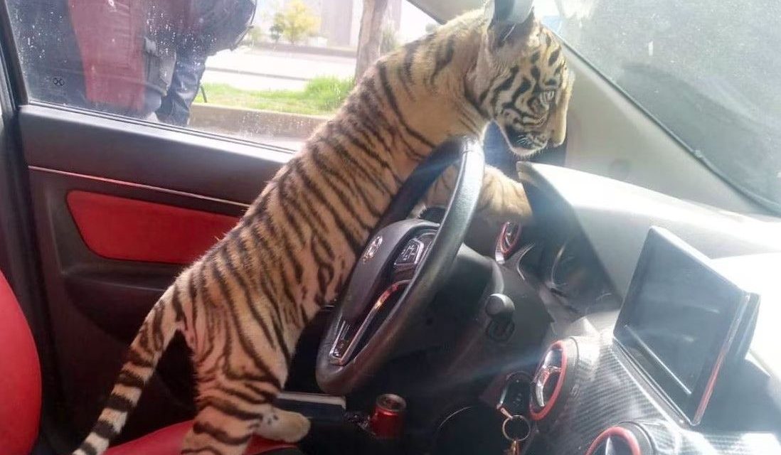 Hombre paseaba a su tigre de bengala por las calles de Neza y fue detenido