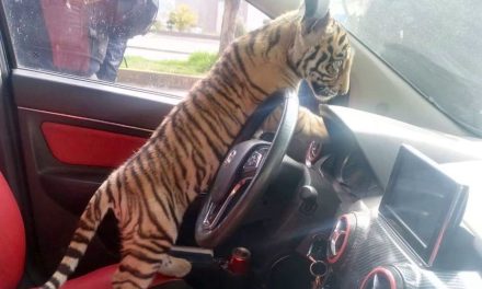 Hombre paseaba a su tigre de bengala por las calles de Neza y fue detenido