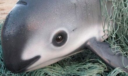 Avalan ONG’s y científicos ‘Alerta de Extinción’ para la vaquita marina en México