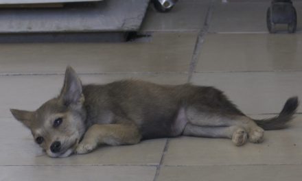 Tendrá Centro de Bienestar Animal jornada en colonia Cactus de Ramos Arizpe