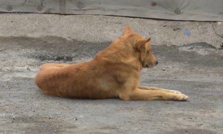 Realizarán campaña intensiva de desparasitación de mascotas a partir de la próxima semana