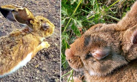 Virus en conejos ayudaría a luchar contra el cáncer a seres humanos