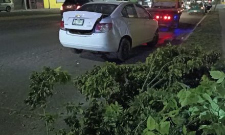 Saltillo: Por dormirse derriba un árbol, ebrio conductor quedó detenido