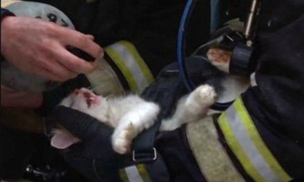 Rescatan bomberos de Saltillo a gatito; se encontraba en lo alto de un árbol