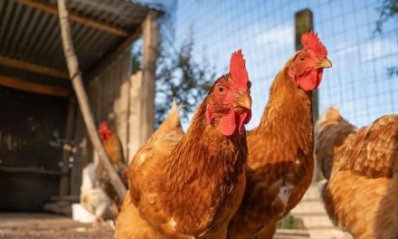 Usan inteligencia artificial para traducir cacareo de gallinas