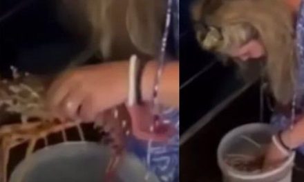 Mujer compra una langosta de casi 4 mil pesos en restaurante para liberarla en el mar