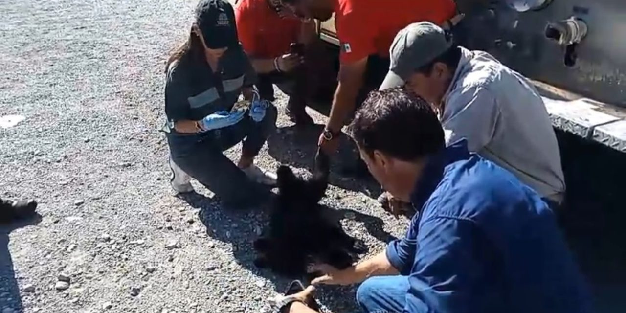 Aseguran a osa y su ozesno en Bella Unión