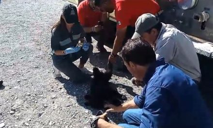 Aseguran a osa y su ozesno en Bella Unión