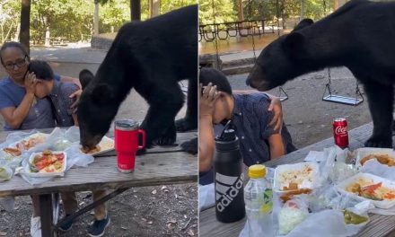 Video: Oso se ‘integra’ a picnic de una familia para robarse los tacos y enchiladas en Chipinque