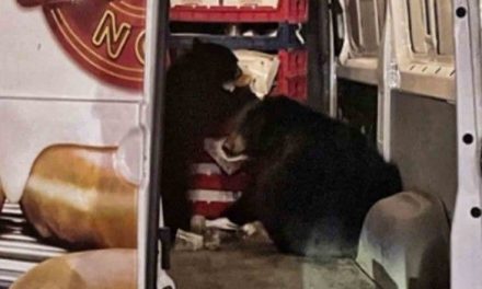 Osos hacen de las suyas y saquean una camioneta de donas que hacía entregas en Alaska
