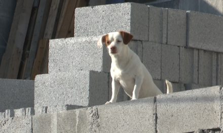 Alistan intensa campaña contra la rickettsiosis en todas las colonias de Saltillo