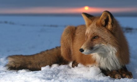 Se sacrifican en Finlandia a miles de zorros y perros mapache por temor a gripe aviar