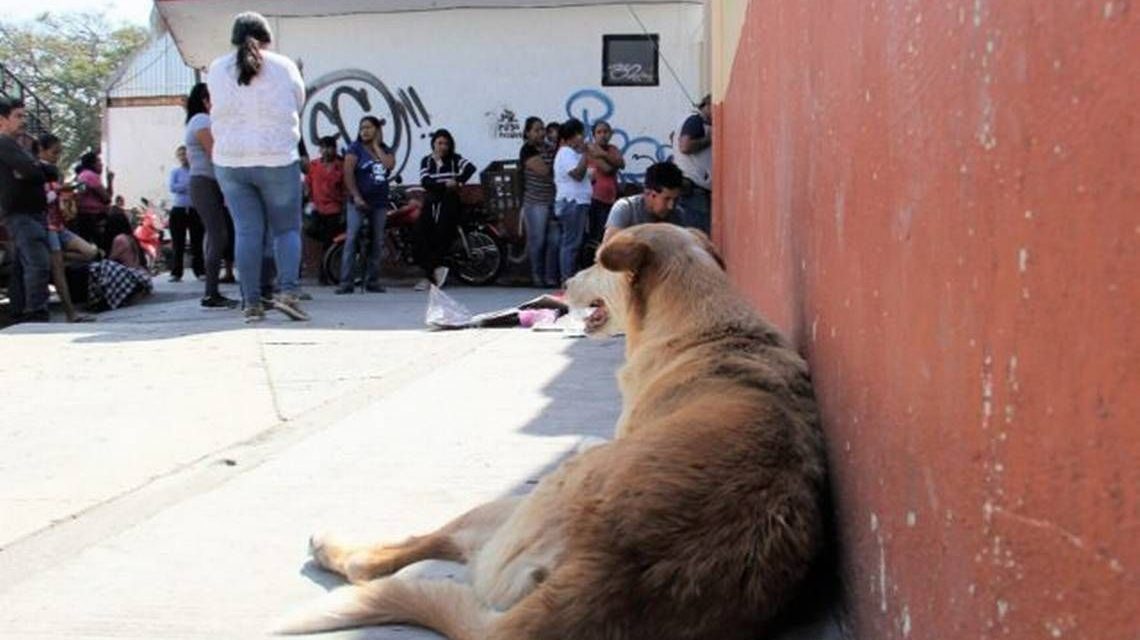 Colocarán mallas en las escuelas de Monclova