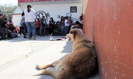 Colocarán mallas en las escuelas de Monclova
