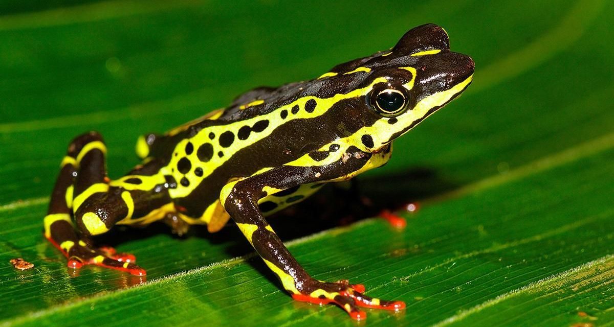 Anfibios, el grupo de animales más amenazado del planeta