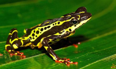 Anfibios, el grupo de animales más amenazado del planeta
