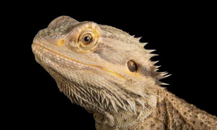 ¿Los animales también sueñan? Nuevos estudios apuntan que sí es posible