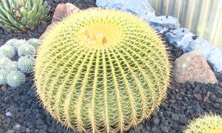 Se han producido más de un millón de cactus en el jardín botánico del Museo del Desierto