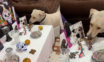 Video: Perrito se comer la ofrenda de un altar de muertos