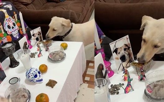 Video: Perrito se comer la ofrenda de un altar de muertos