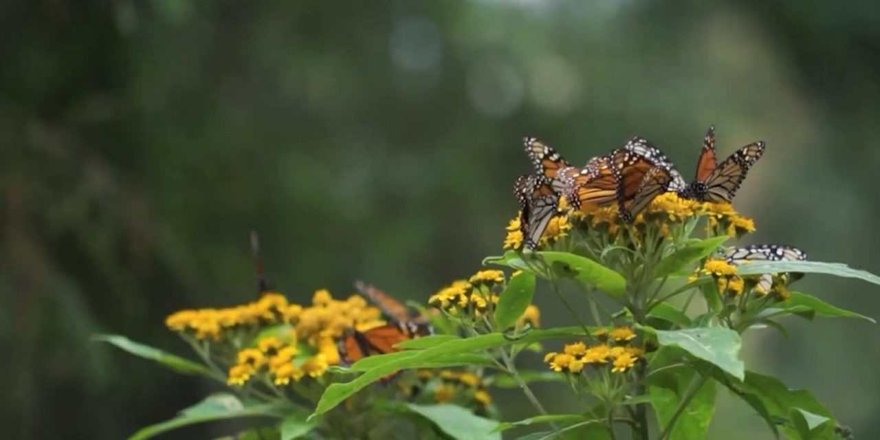 Mariposas Monarca pasan por Coahuila
