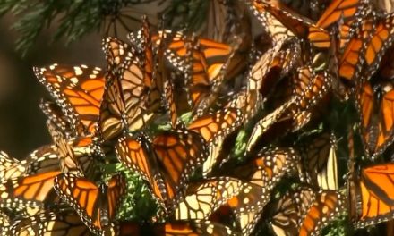 Coahuila es Monarca; avistan millones de mariposas en su paso de Canadá a Michoacán